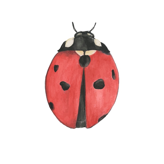 Free vector hand drawn ladybug isolated on white background
