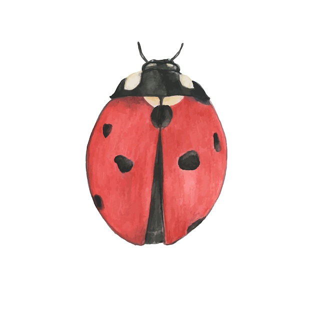 Coccinella disegnata a mano isolato su sfondo bianco