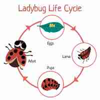 Vettore gratuito ciclo di vita della coccinella disegnata a mano