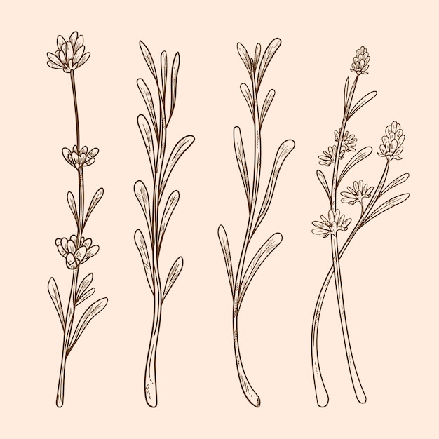 Hand drawn lavender drawing illustration