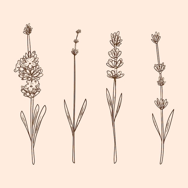 Free vector hand drawn lavender drawing illustration