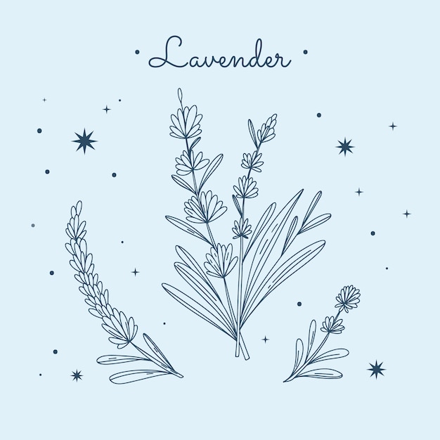 Free vector hand drawn lavender drawing illustration