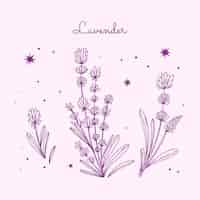 Free vector hand drawn lavender drawing illustration