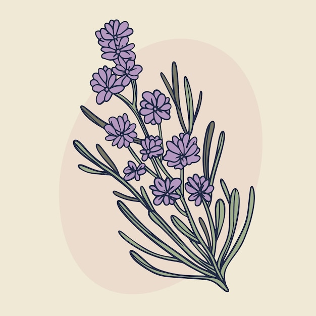 Vettore gratuito illustrazione di lavanda disegnata a mano