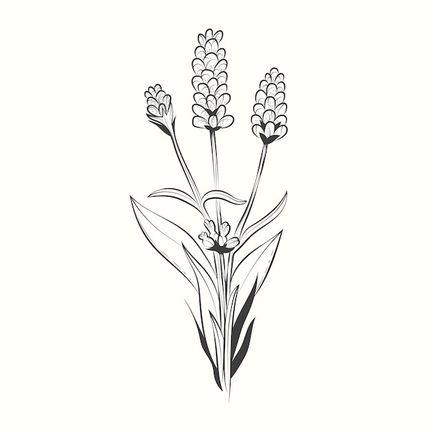Free vector hand drawn lavender drawing illustration