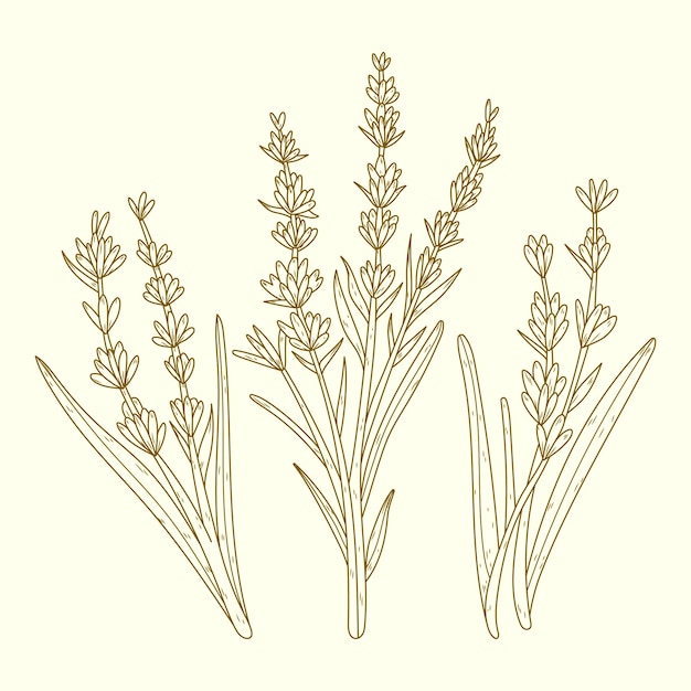 Hand drawn lavender drawing illustration