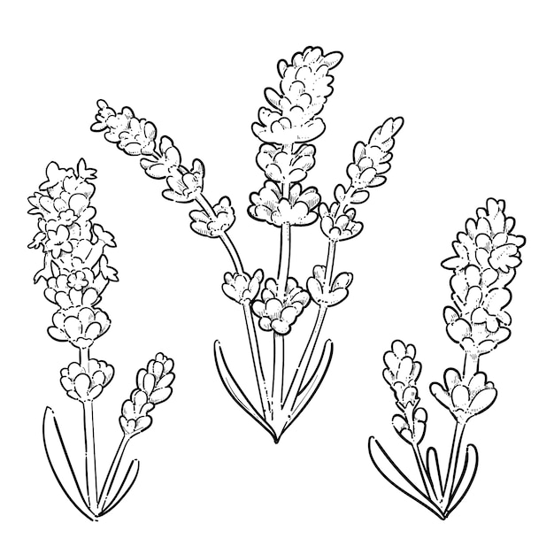 Hand drawn lavender  drawing illustration