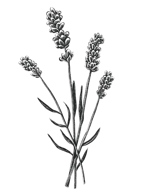 Free vector hand drawn lavender flowers isolated on white