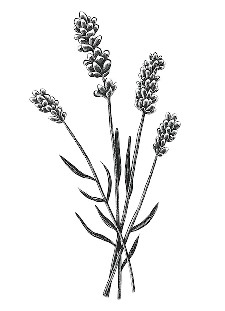 hand drawn lavender flowers isolated on white