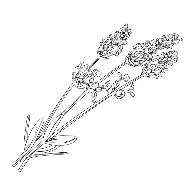 Hand drawn lavender outline illustration