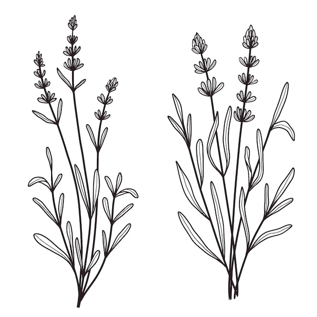 Hand drawn lavender outline illustration