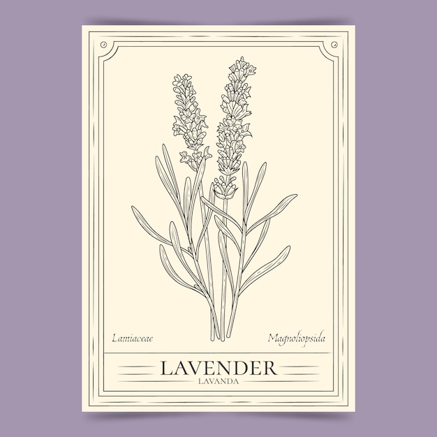 Vettore gratuito illustrazione del contorno di lavanda disegnata a mano