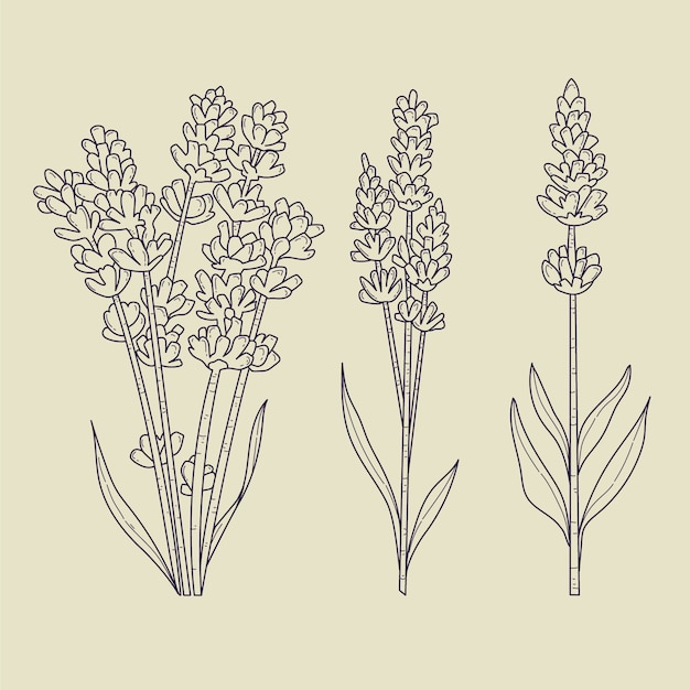 Hand drawn lavender outline illustration