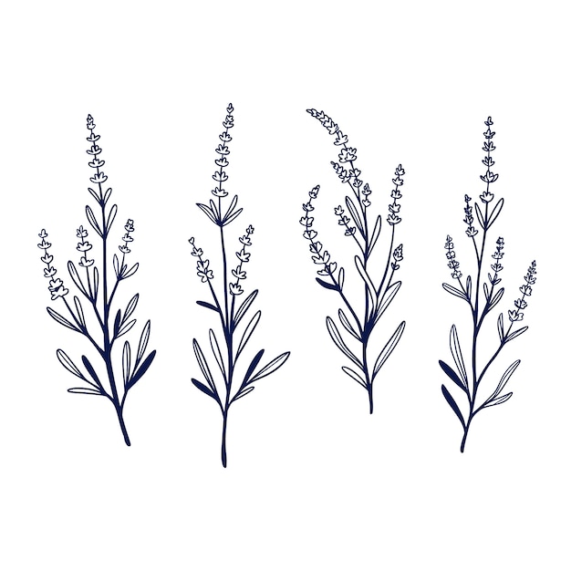 Hand drawn lavender outline illustration