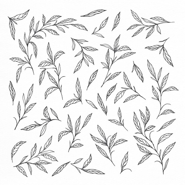 Hand drawn leaves and branches collections