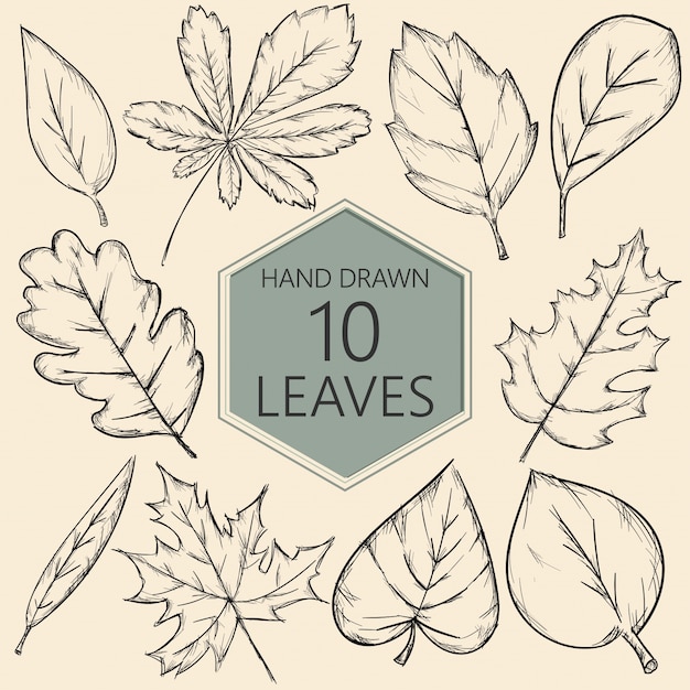 Hand drawn leaves collection