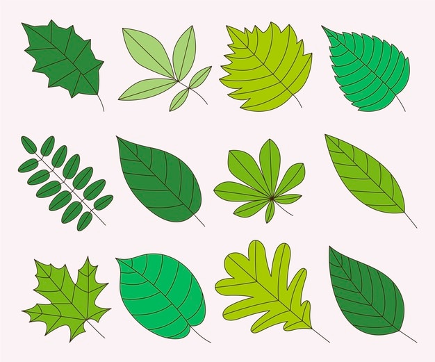 Free vector hand drawn leaves collection