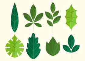 Free vector hand drawn leaves collection