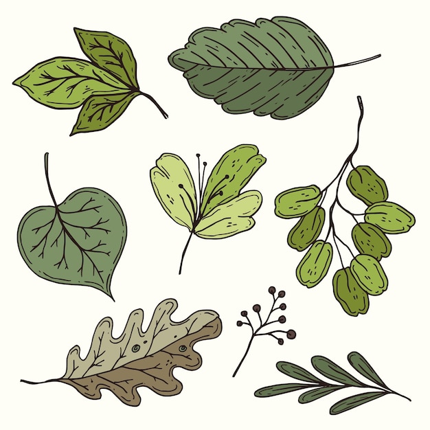 Vettore gratuito collezione di foglie disegnate a mano