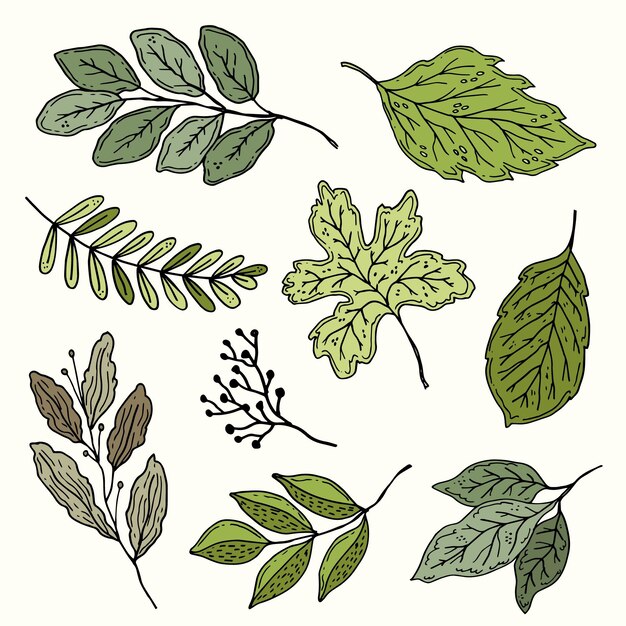 Free Vector hand drawn leaves collection