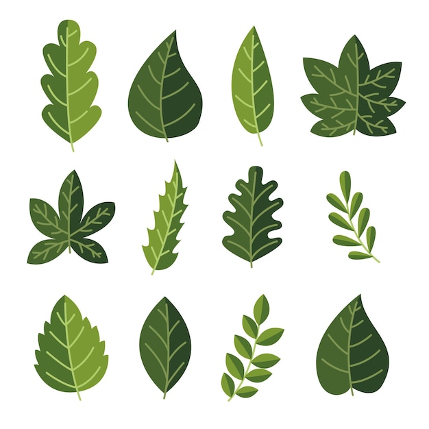 Hand drawn leaves in various shapes
