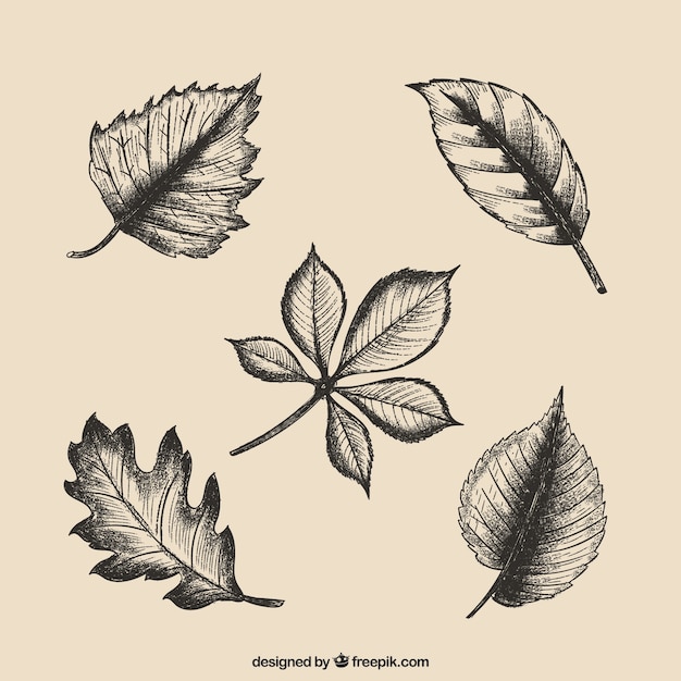 Free vector hand drawn leaves