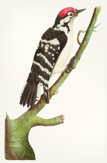 Free vector hand drawn of lesser spotted woodpecker