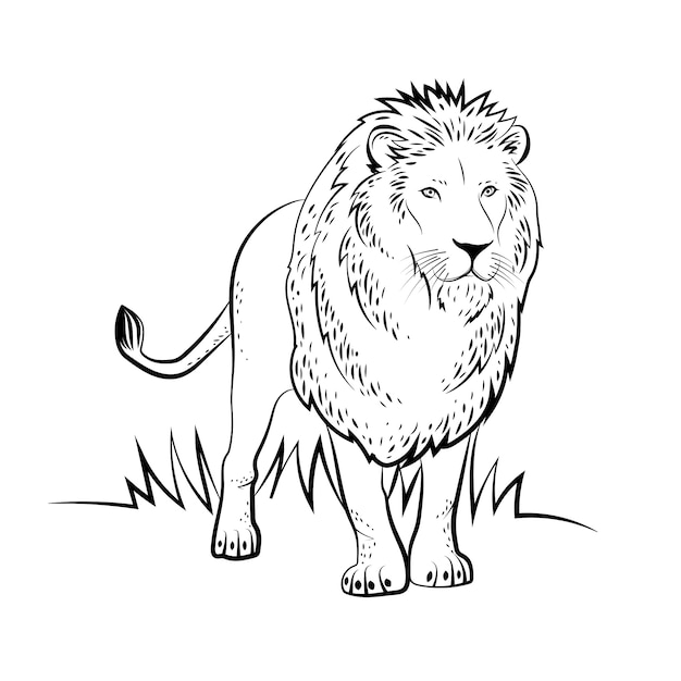 Hand drawn lion  illustration