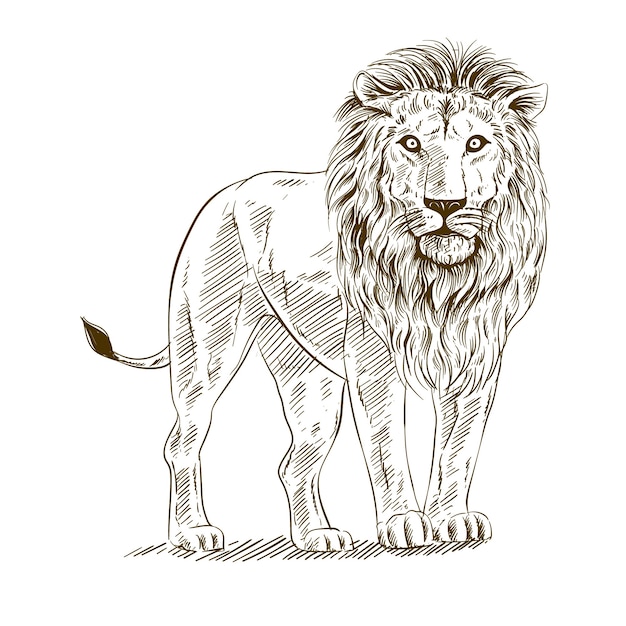 Lion Drawing - How To Draw A Lion Step By Step