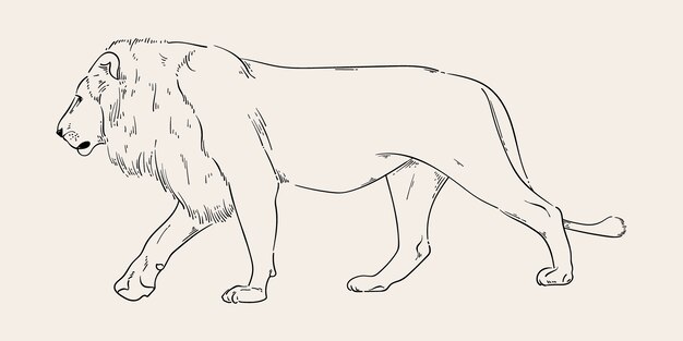 Hand drawn lion outline illustration