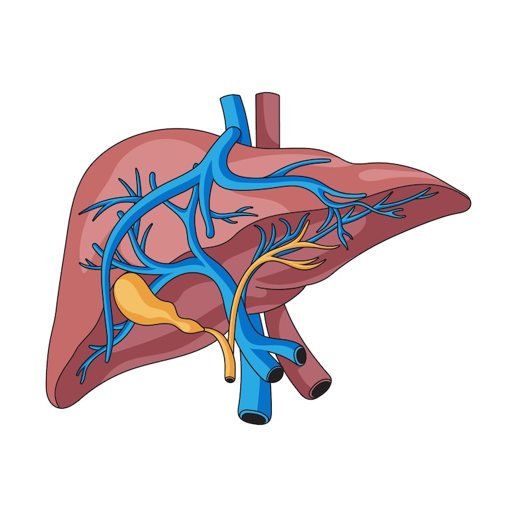 Free Vector hand drawn liver drawing illustration