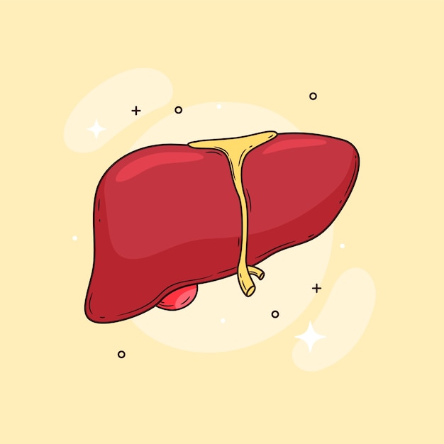 Free vector hand drawn liver drawing illustration