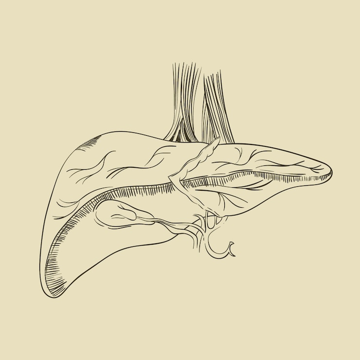 Free Vector hand drawn liver drawing illustration