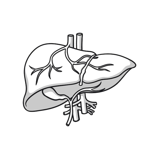 Free vector hand drawn liver drawing illustration