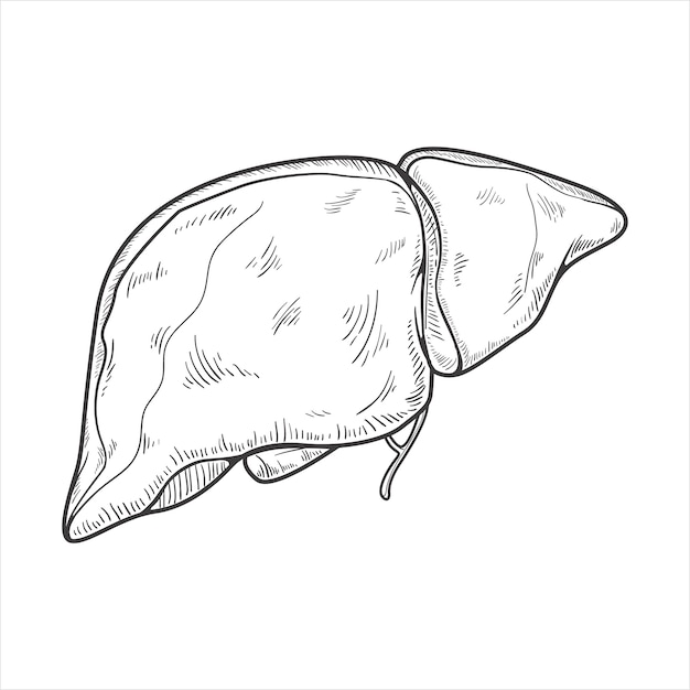 Free vector hand drawn liver drawing illustration