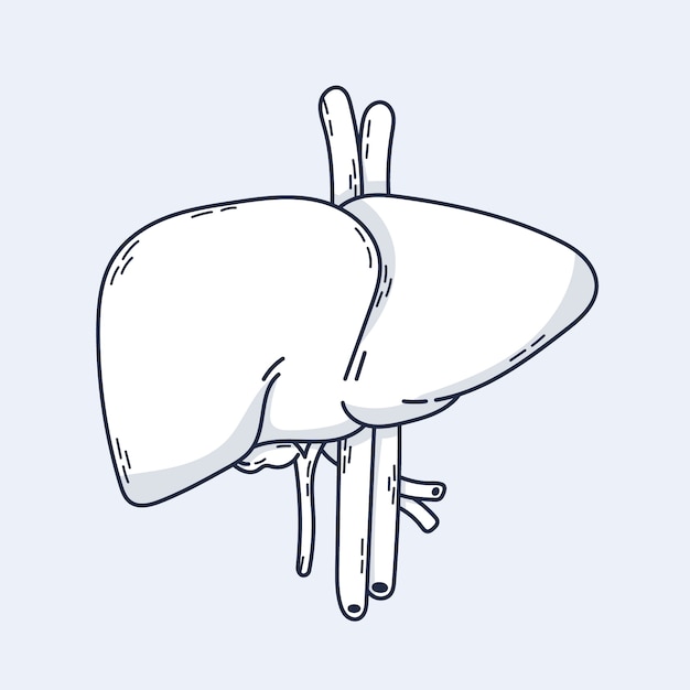 Hand drawn liver drawing illustration