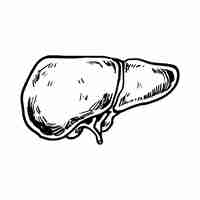 Free vector hand drawn liver drawing illustration