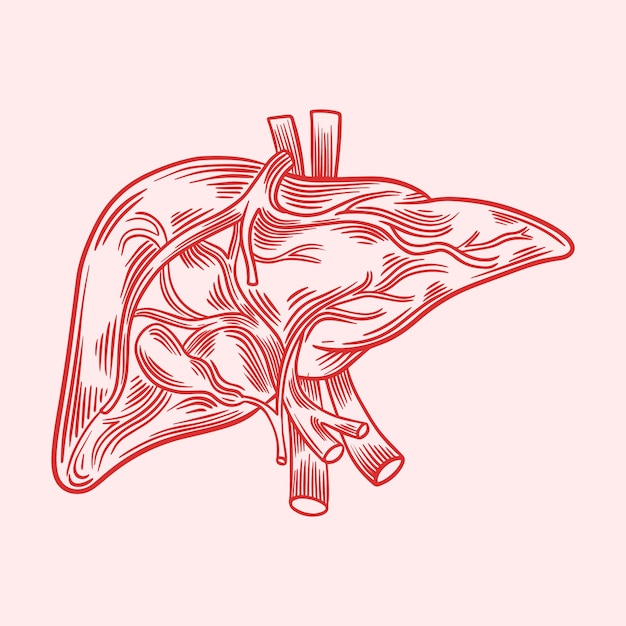 Free vector hand drawn liver drawing illustration