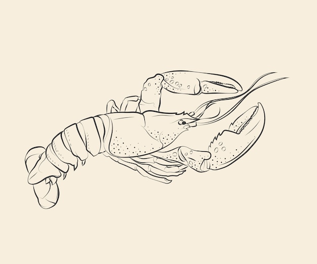 Free vector hand drawn lobster drawing illustration