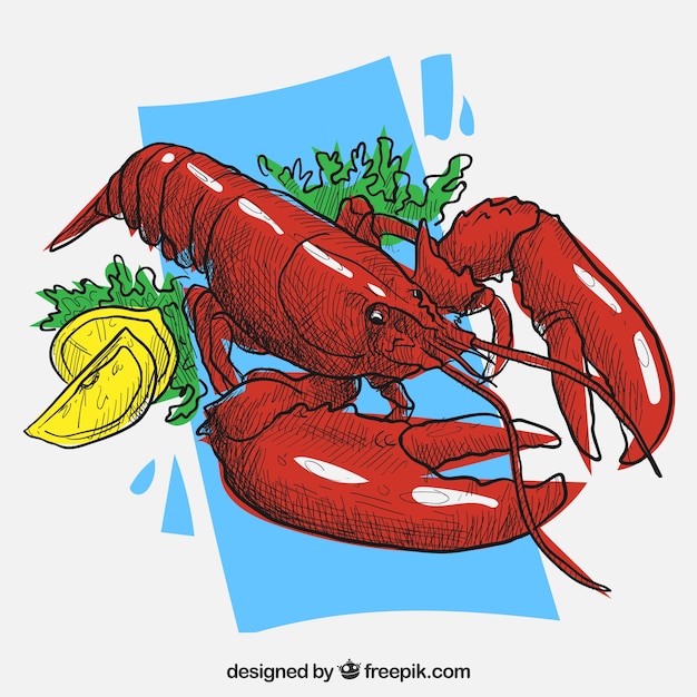 Free vector hand drawn lobster