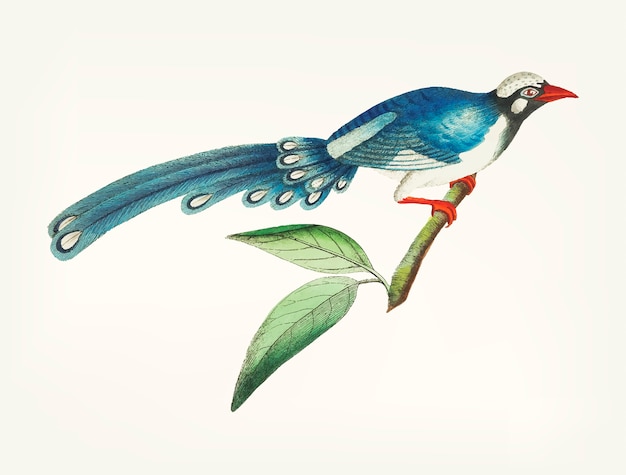 長い尾の青い鳩が描かれた手