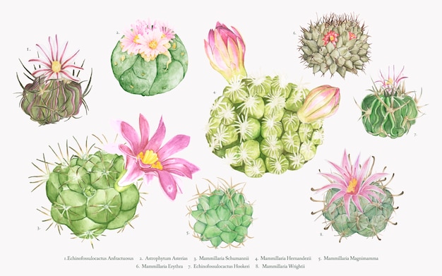 손으로 그린 mammillaria 선인장 컬렉션