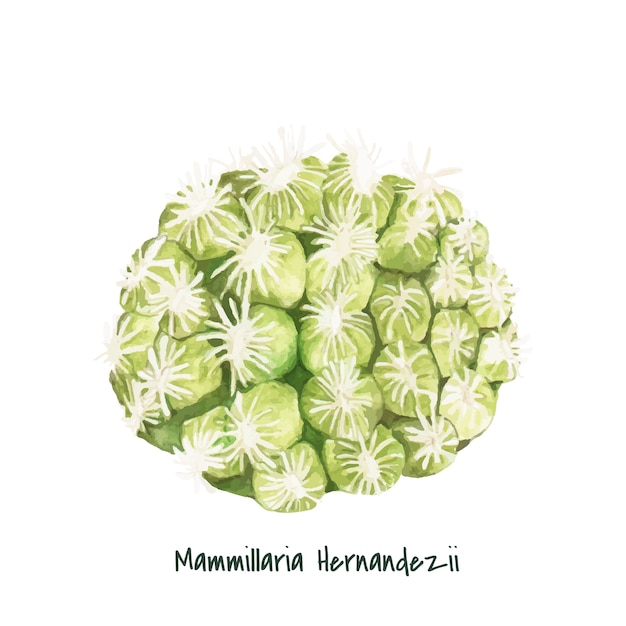 手描きのmammillaria hernandeziiピンクッションサボテン