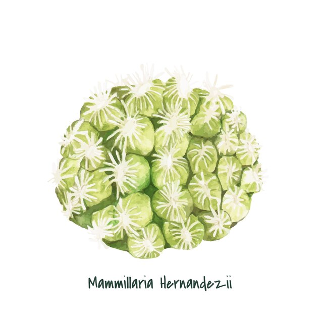 Hand drawn mammillaria hernandezii pincushion cactus