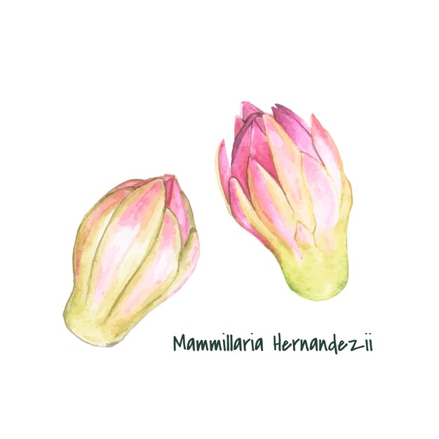 手描きのmammillaria hernandeziiピンクッションサボテン