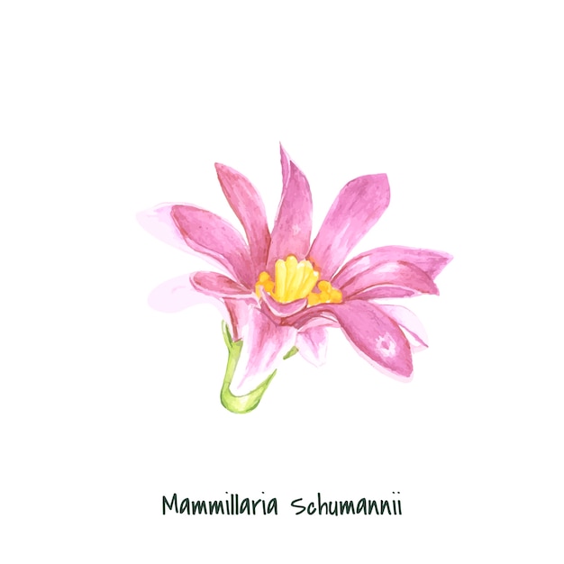 Hand drawn mammillaria schumannii pincushion cactus