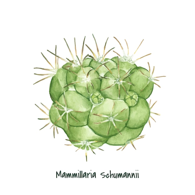 無料ベクター 手描きのmammillaria schumanniiピンクッションサボテン