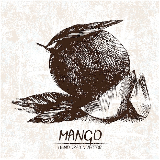 Free vector hand drawn mango design