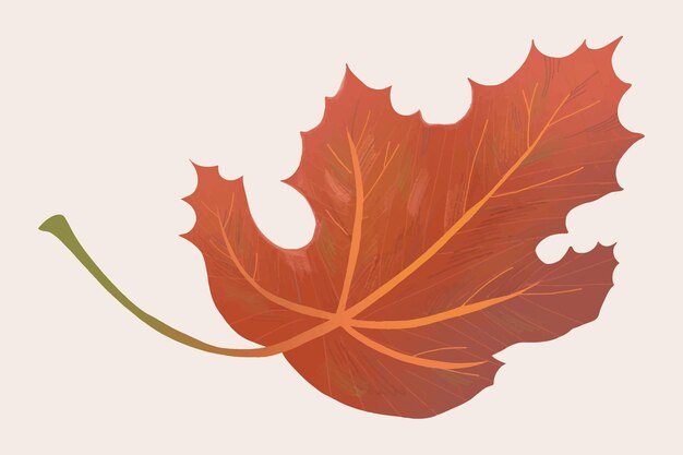 Hand drawn maple element vector fall leaf