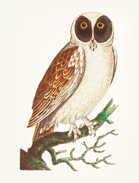 Hand drawn of masked owl